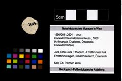 Foto (Objekt + Etikett) von Goniodromites bidentatus (Reuss, 1859)  (NHMW-GEO-1990-0041-2604)